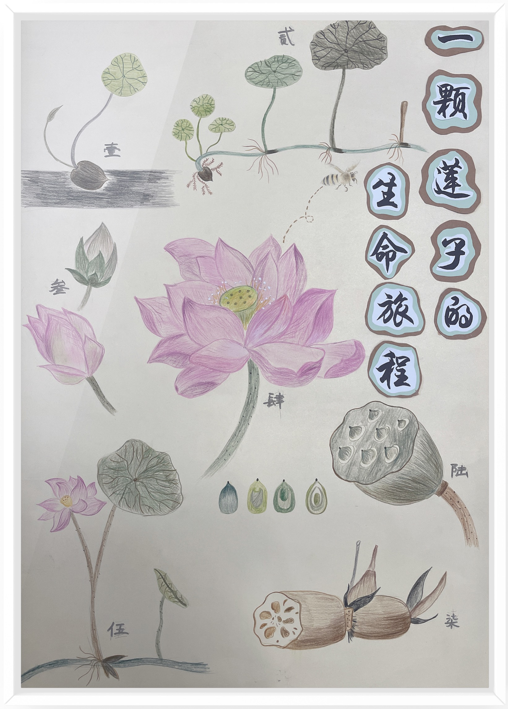 《一颗莲子的生命旅程》（作者：朱水铮、吴梦霁、张婷）.png